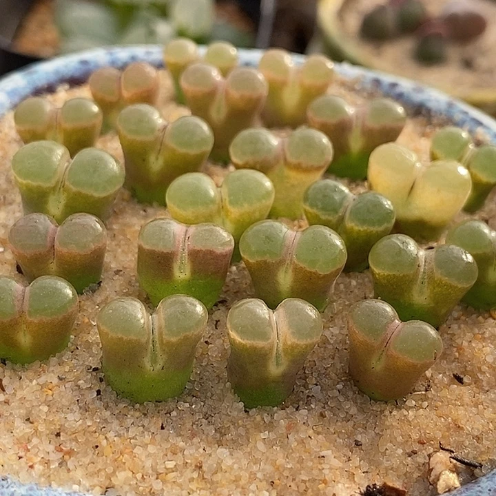 粉磁铁一组三颗