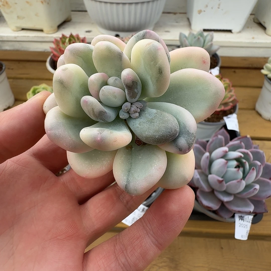 美人杂11111221-89