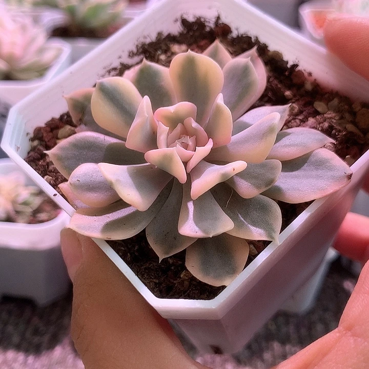 利比利亚覆轮锦有根