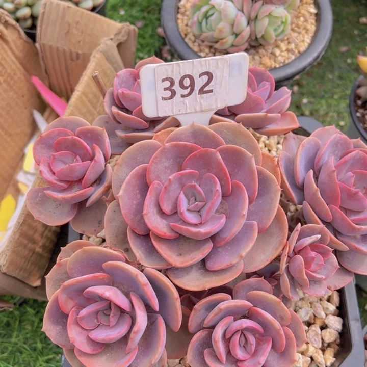 健健康康平平安安