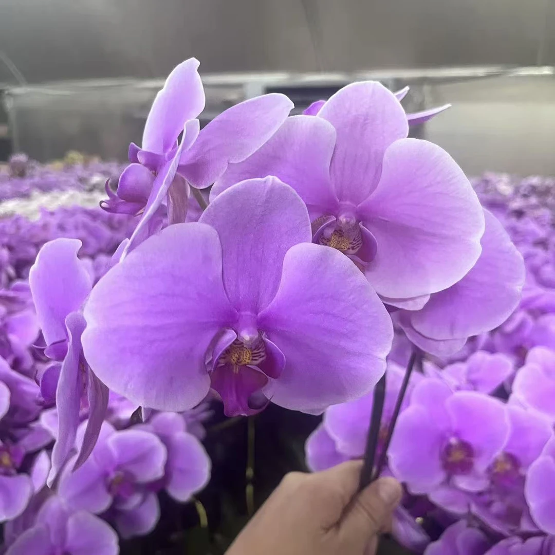 蝴蝶兰【海洋之星】大花带花发货 室内花花 广州直发