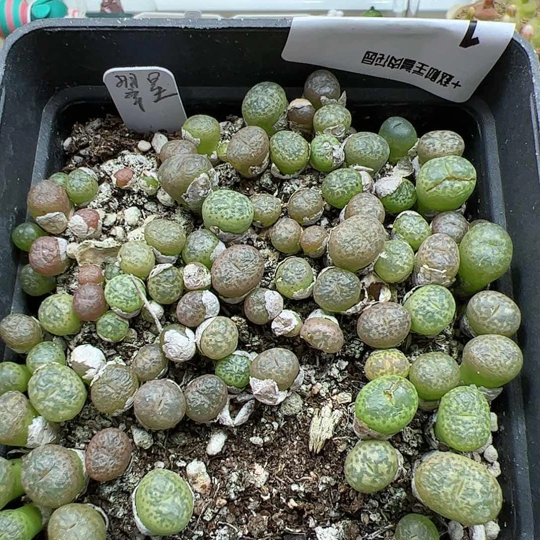 【闪购商品】111 双11返场