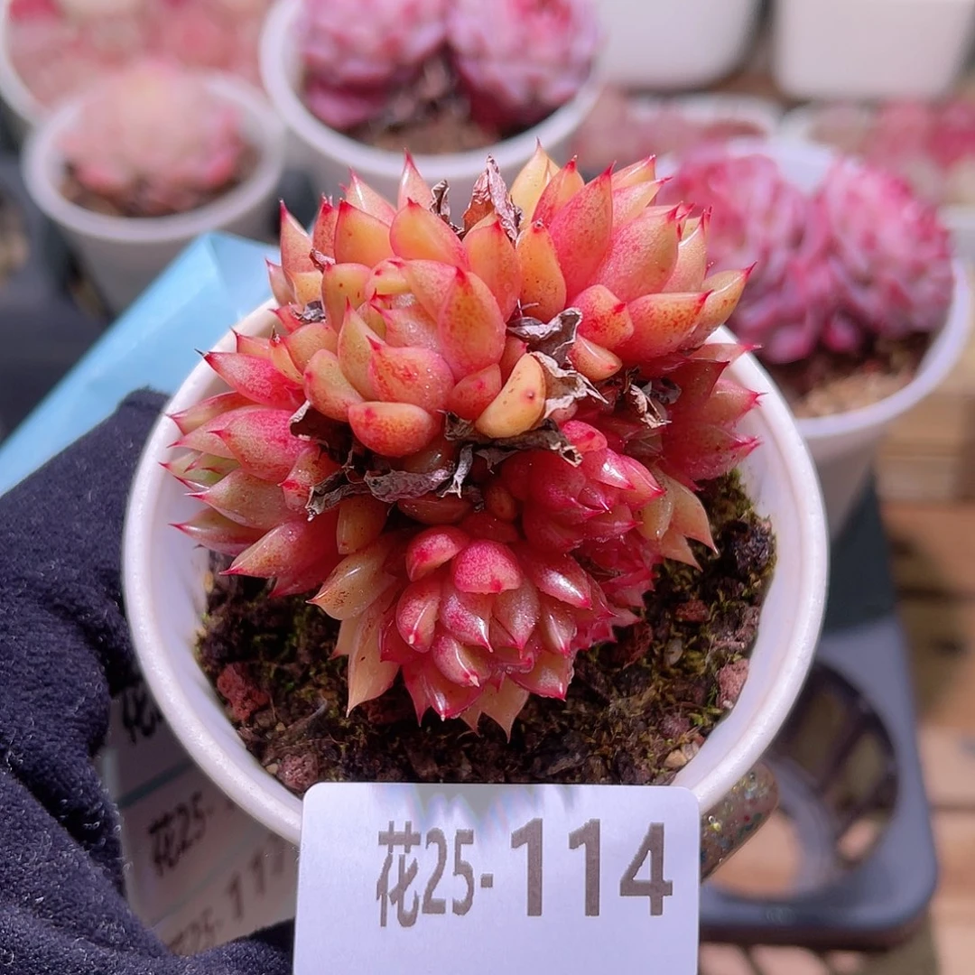 花利美25-114新品群