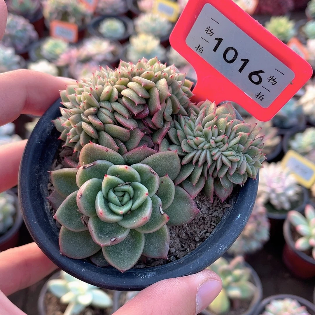 1016号多肉东云缀