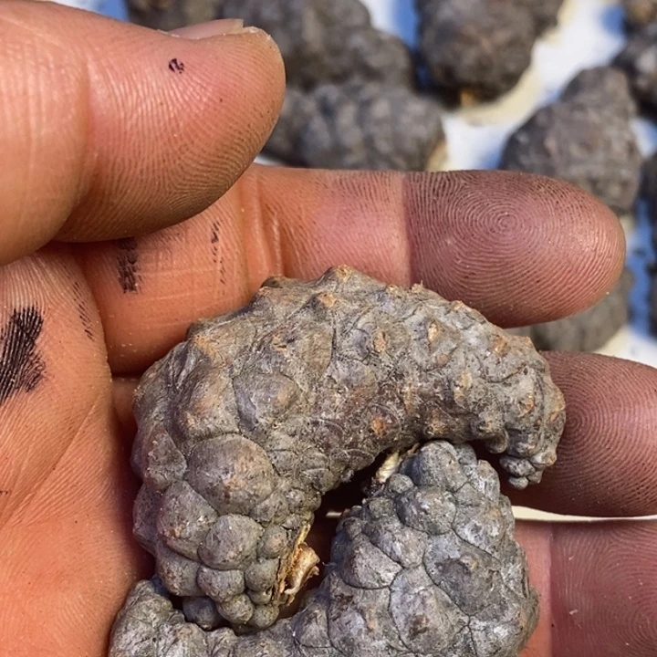 書***畵吊坠文玩核桃东北特产224