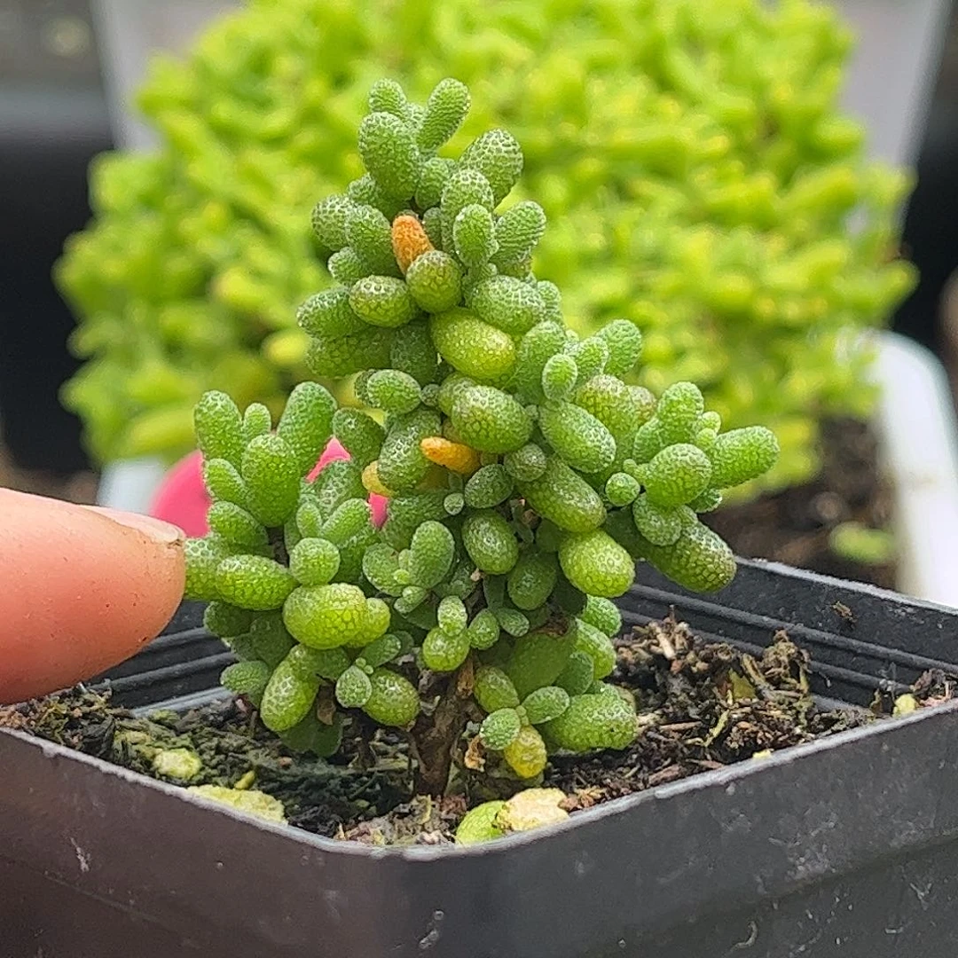 20圣诞树可爱米粒多