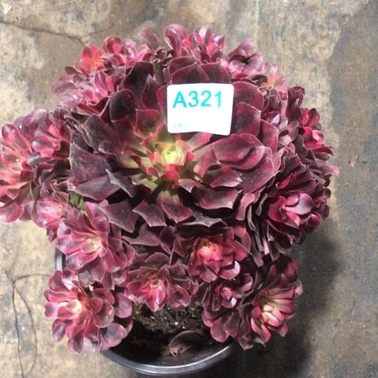 纯****无花朵321美杜莎法师多肉植物