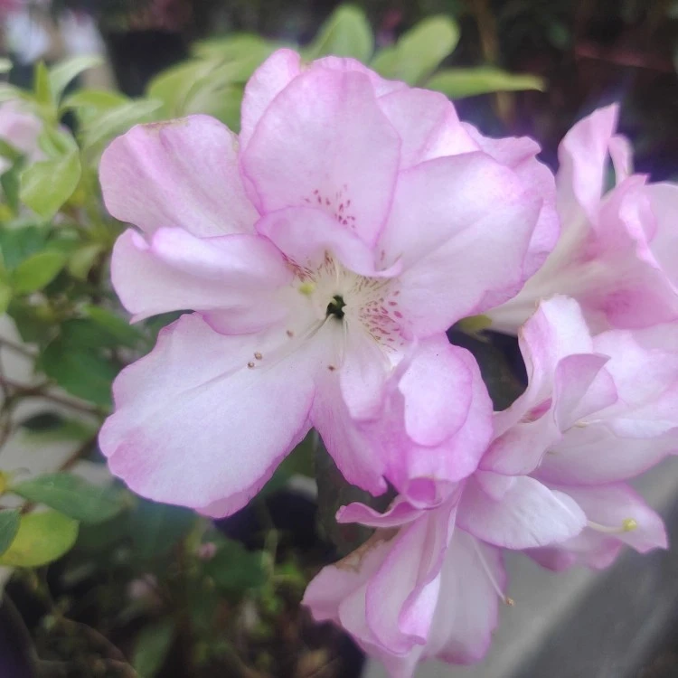 【瑶妃】杜鹃室内盆栽花卉植物客厅阳台桌面盆栽