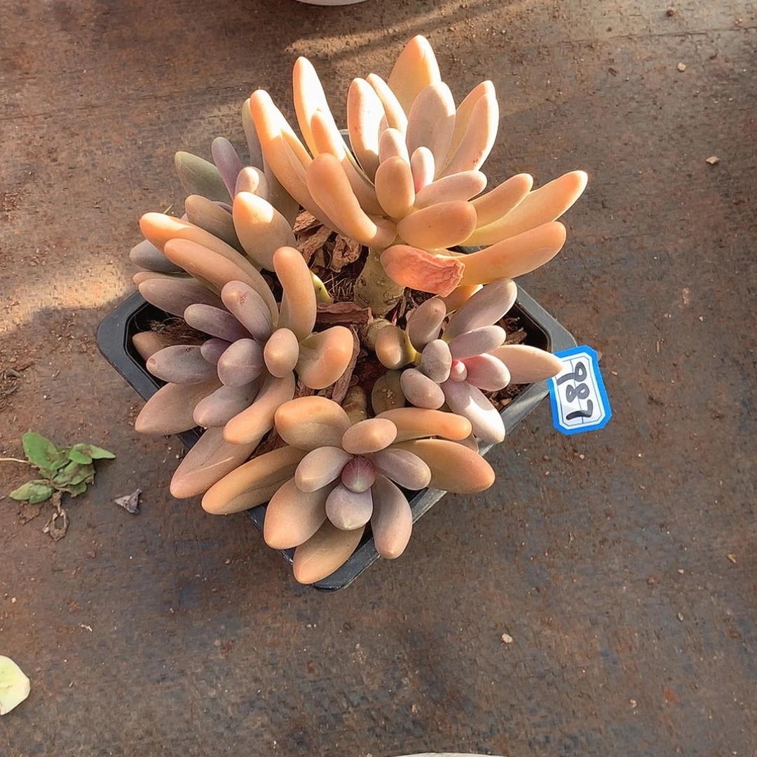 987糖果美人 一物一拍多肉