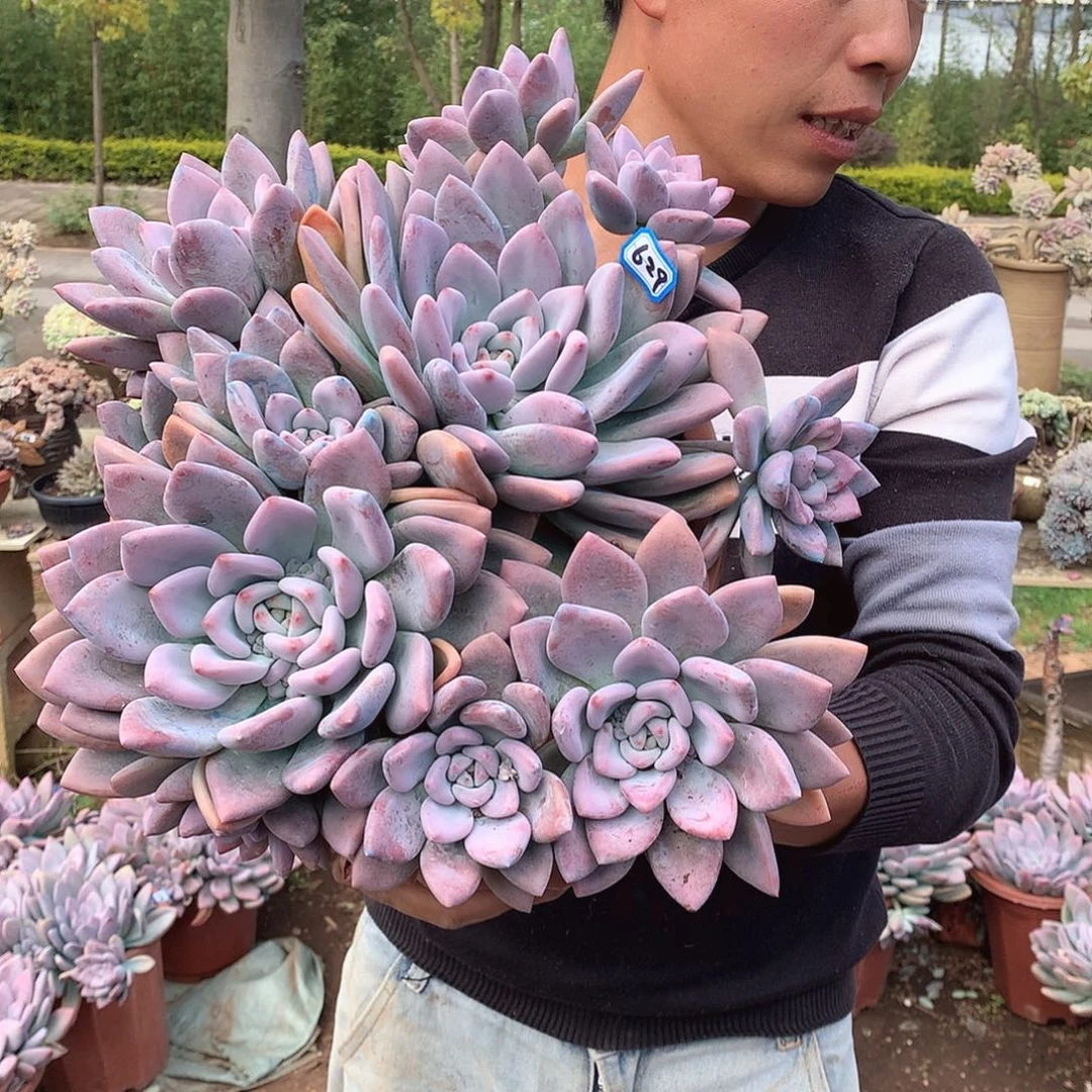 629 奥普 一物一拍