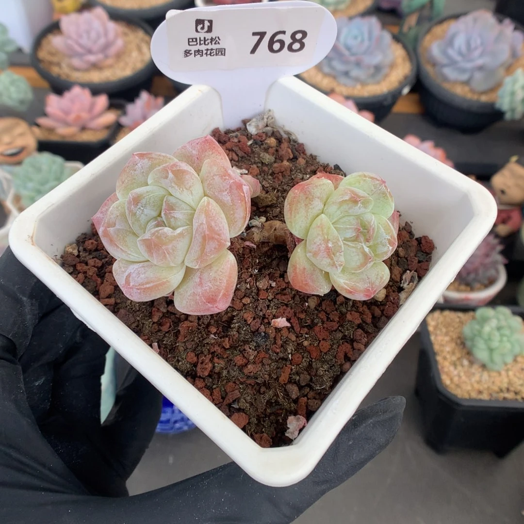 768 老桩冰玉多肉