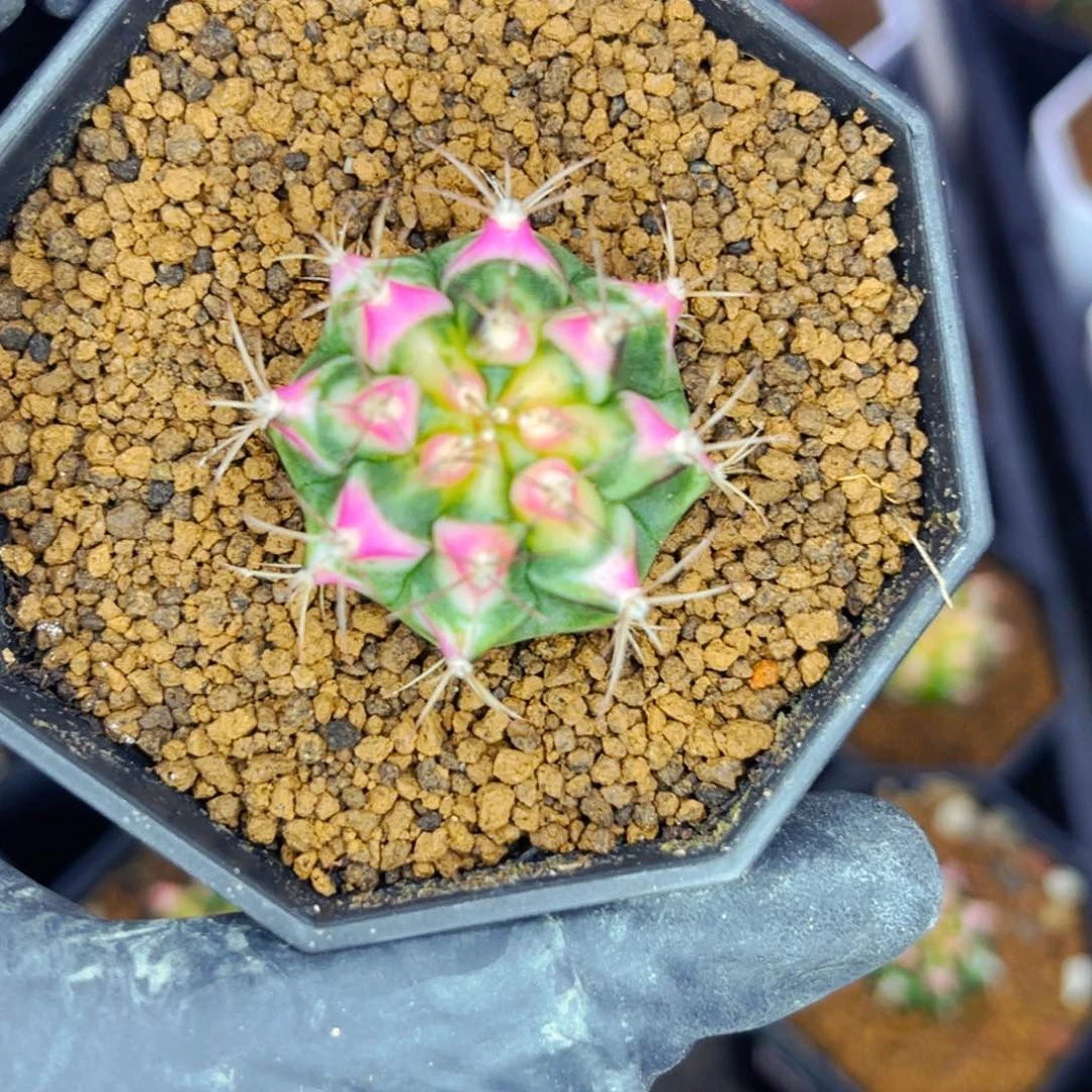 蝉*花田侧芽哈哈哈哈哈哈