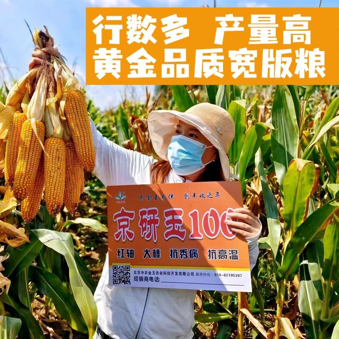 国审高产玉米种抗倒伏抗病害根系发达籽粒均匀