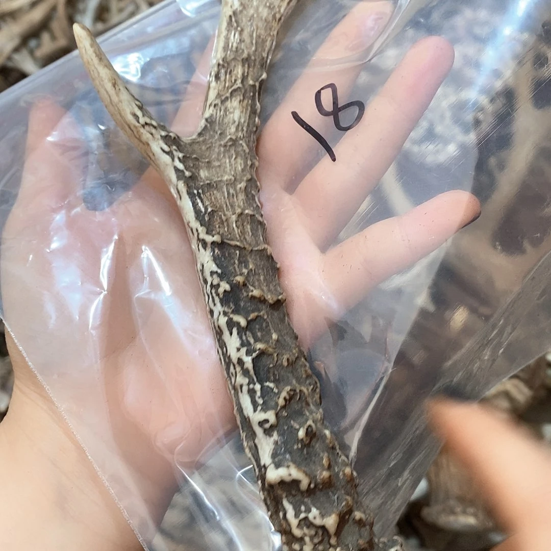 鹿角鹿角鹿角鹿角