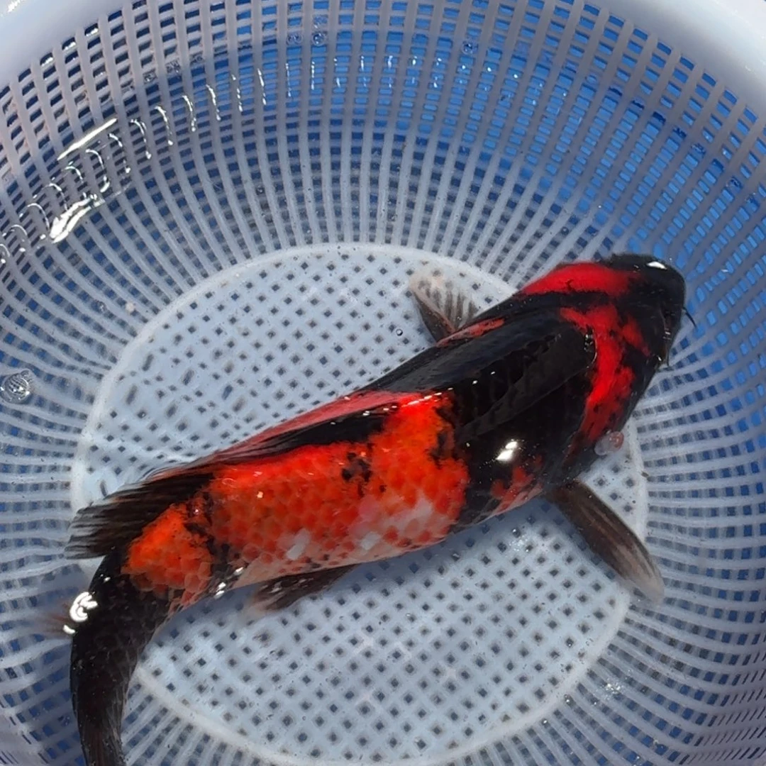 锦鲤精品甄选血统锦鲤