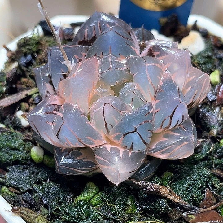 495完美水中月锦一物