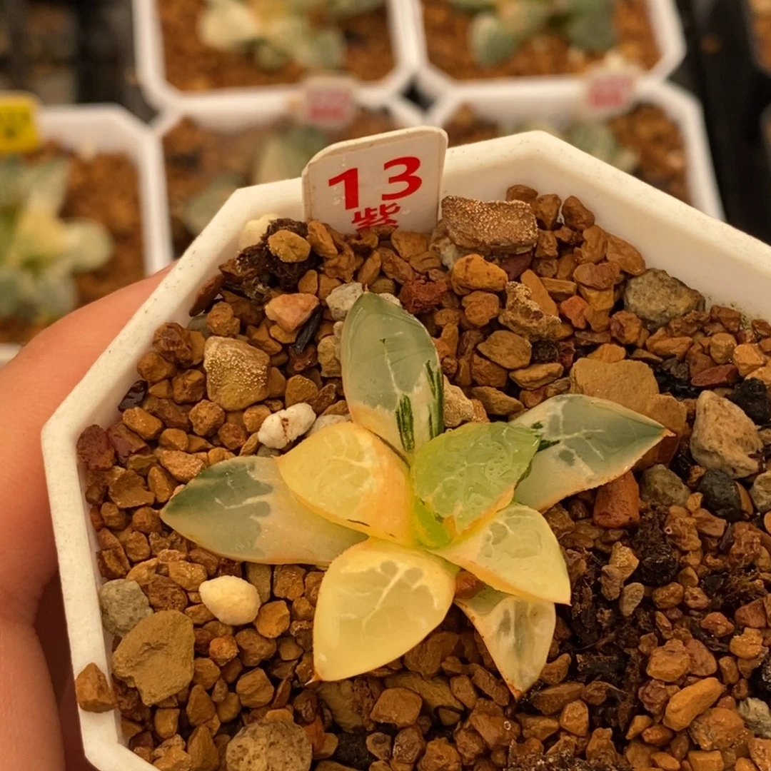 13火凤凰多肉植物组合盆栽