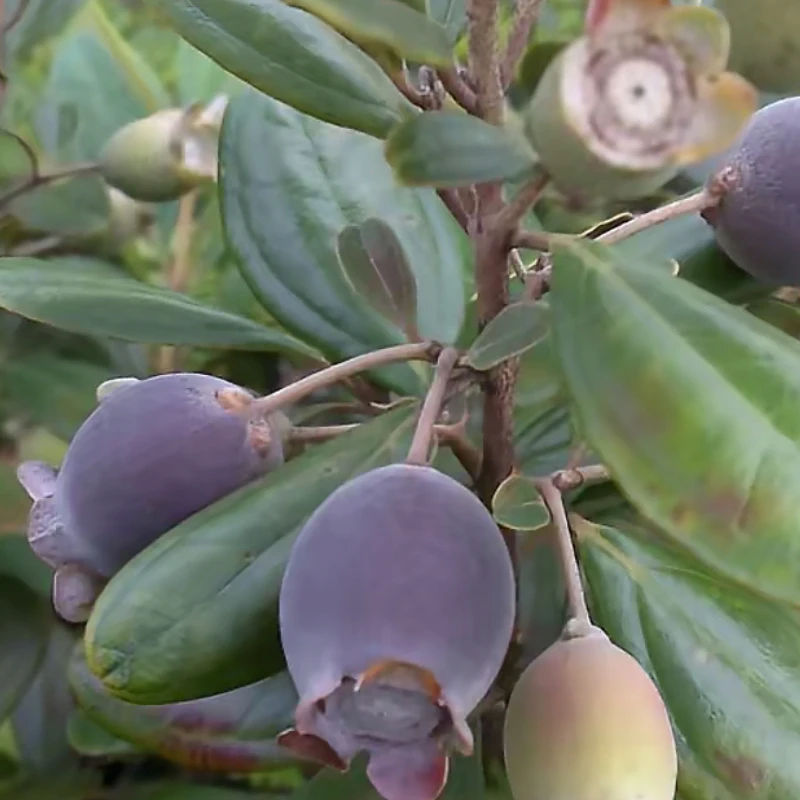 2025年现摘新鲜果成熟山捻子桃金娘果广东岗稔子山念子多尼果顺丰