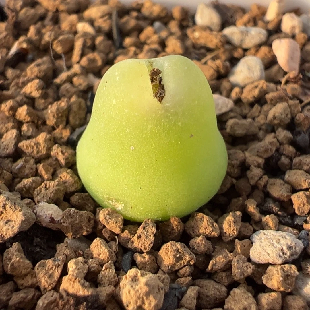 大葫芦多肉植物百科