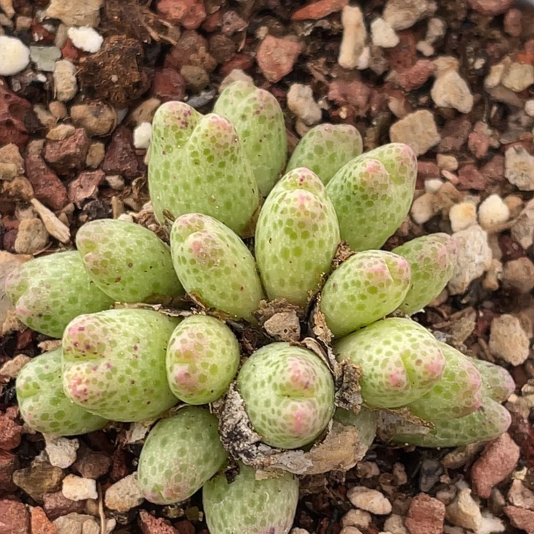 26-28草莓斑马肉锥