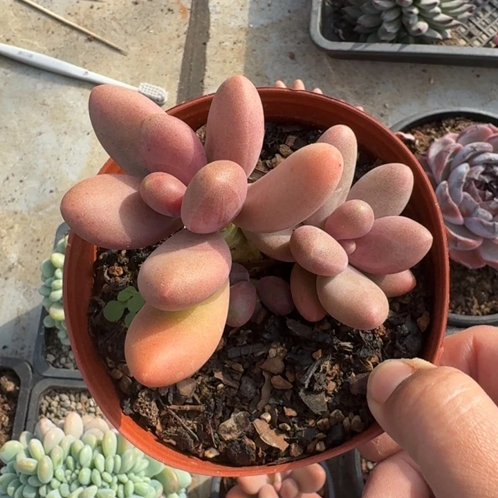 糖果美人 双头  一物一拍