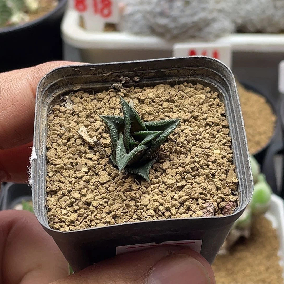 实生丸叶尼古拉 2.2公分