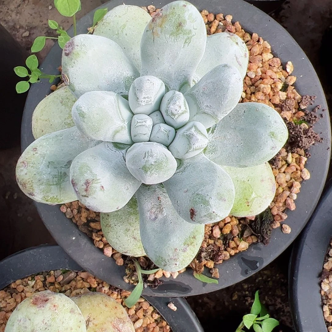 3056拇指仙女杯多肉