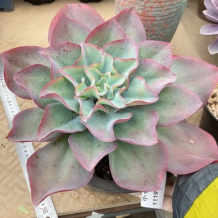 小七夕多肉不知名46