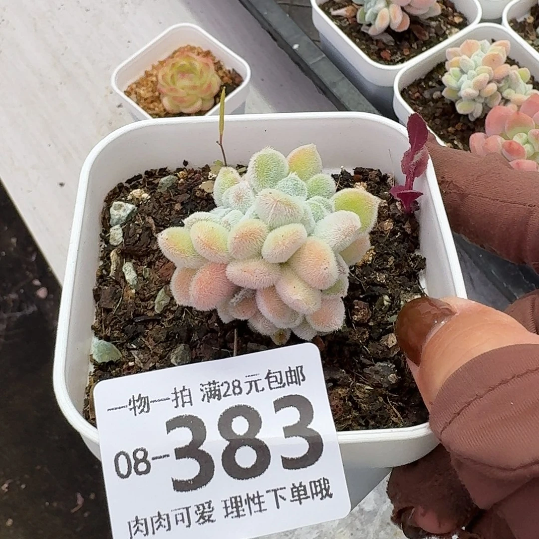 雪晃星缀化无盆土发货无