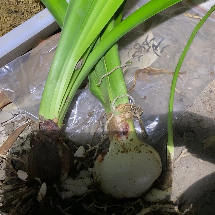 无花朵胖东朱顶红。 缤纷世界 ➕贵妇