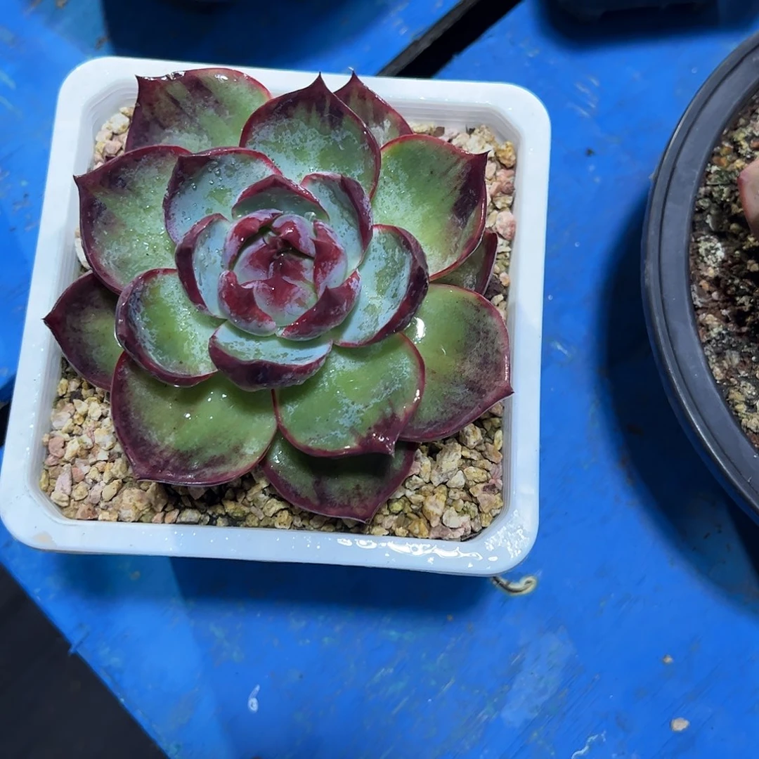 平***乐惊鸿仙子多肉植物