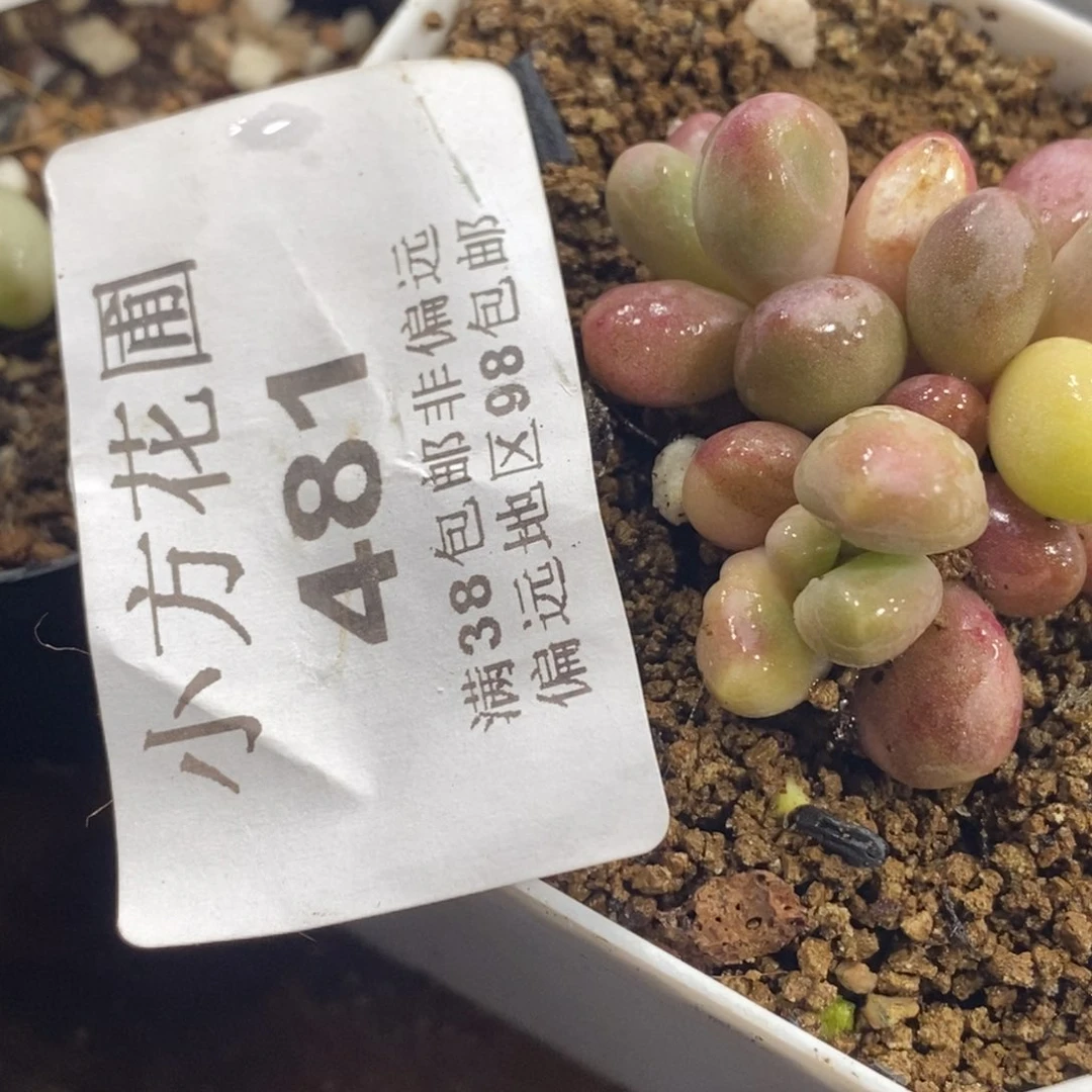 谁****堡481补差价两颗手指锦