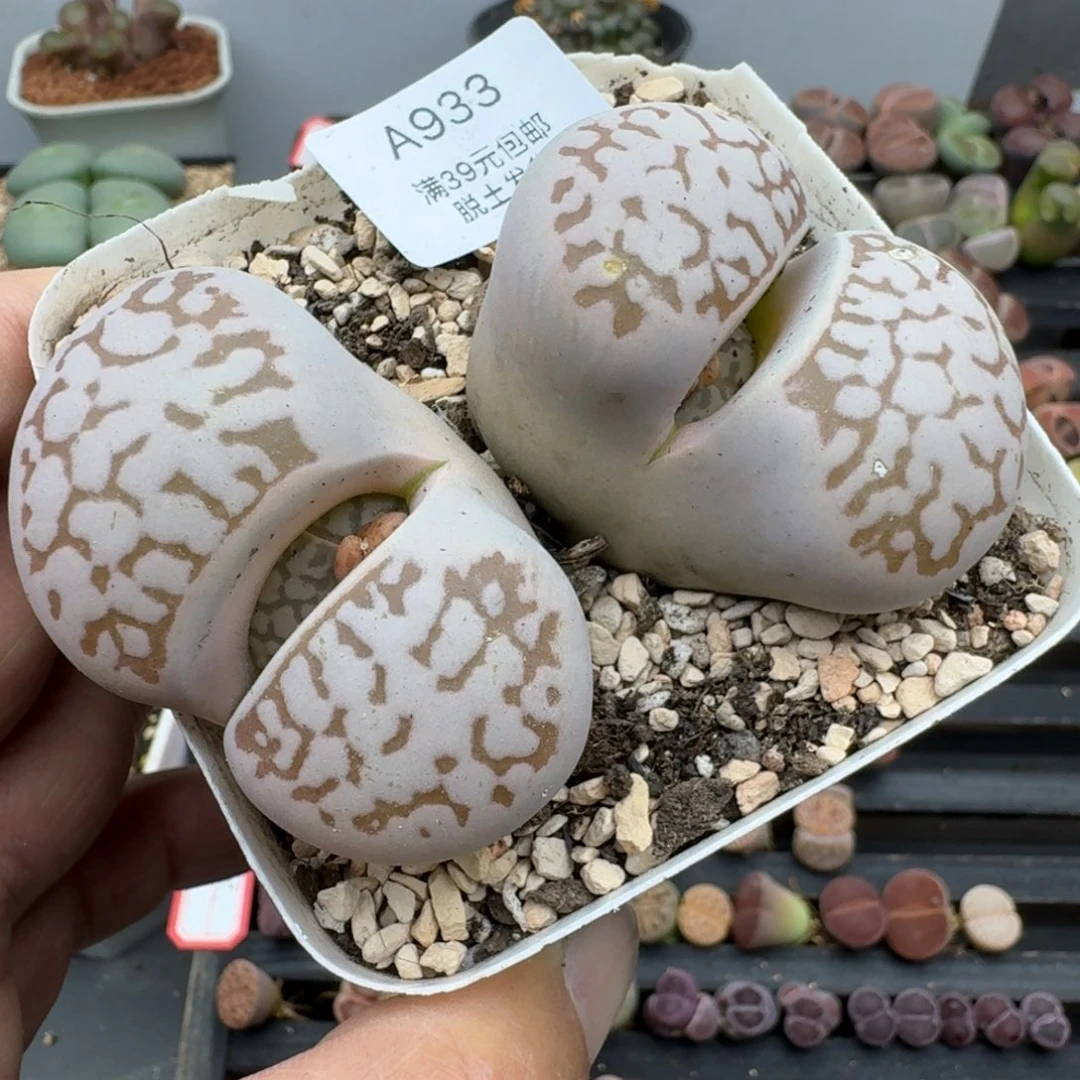 曹****）933多肉哈哈哈哈哈