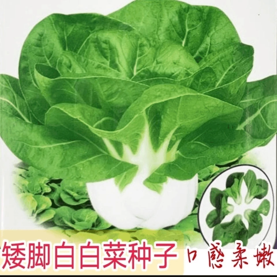 新白雪公主奶香小白菜种子耐寒耐热湘潭矮脚白菜种籽盆栽大田蔬菜