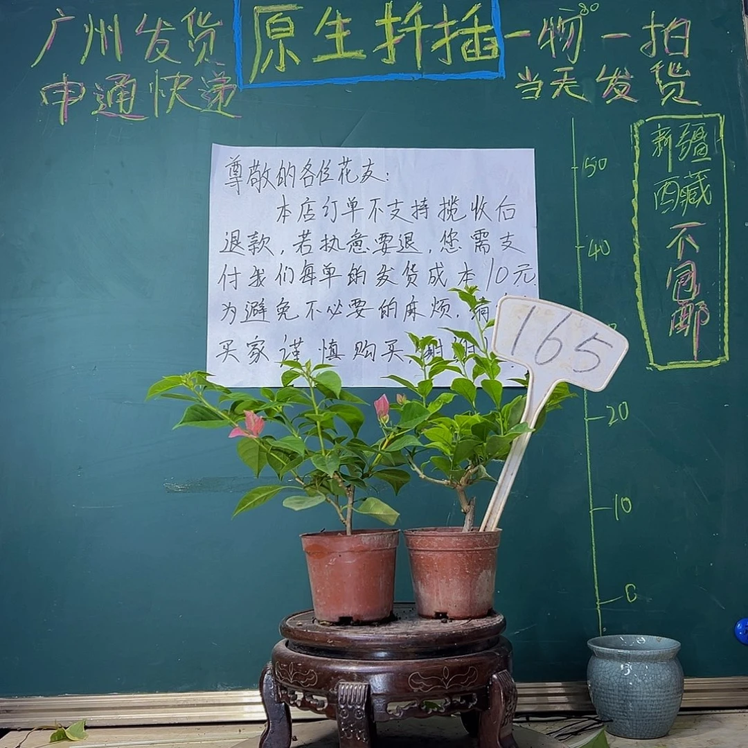 当前无花栽培后可以开花暗斑水晶掌中宝 雪紫掌中宝165
