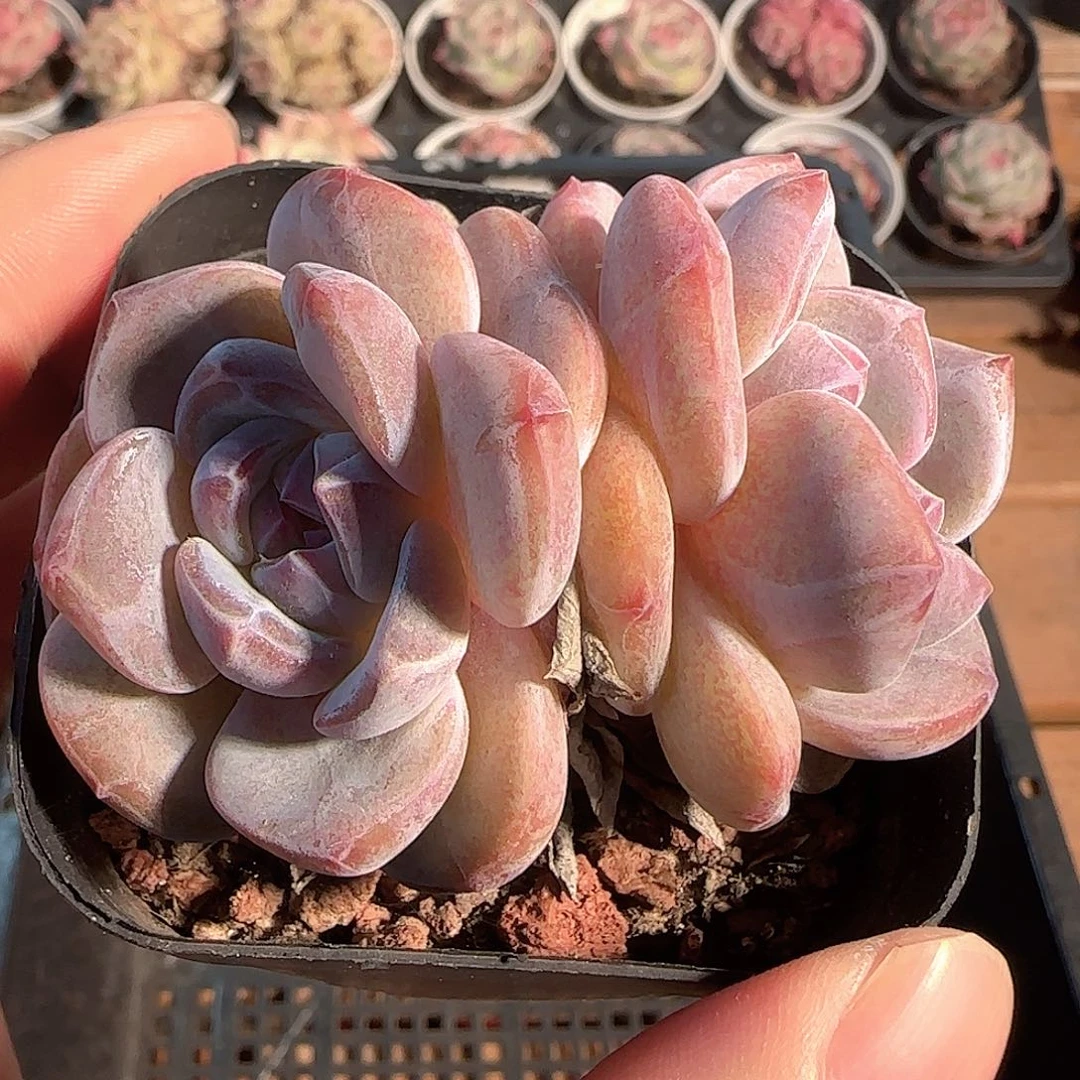 多肉1204-03石榴籽星影开播福利