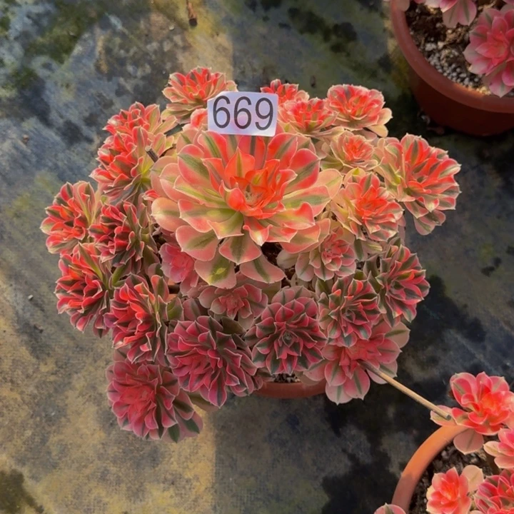 000000000669新品000