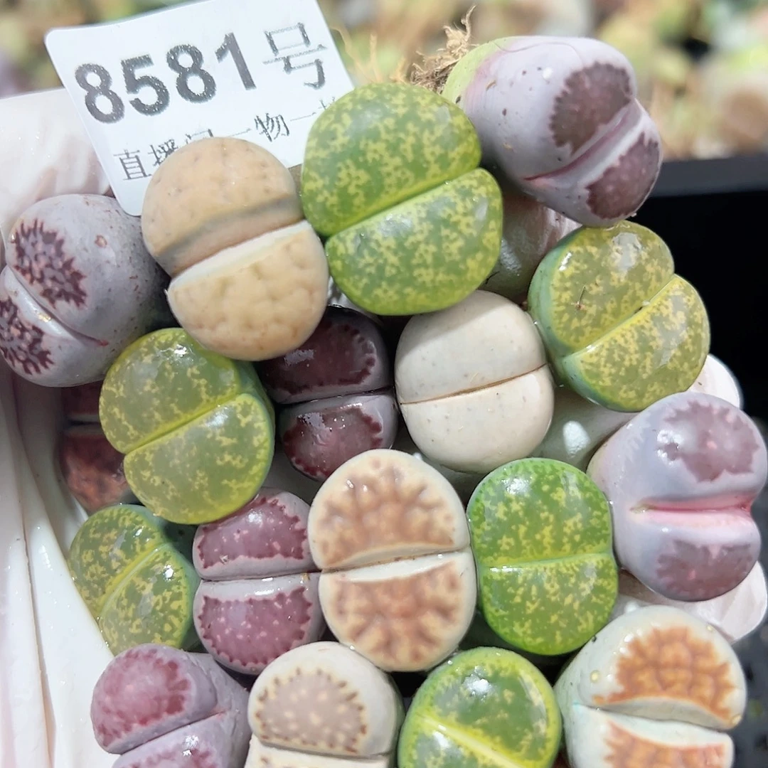 8581 好养易活生石花大母本18个