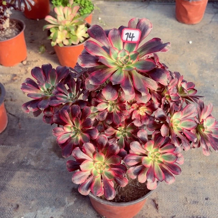 香奈儿法师多肉74