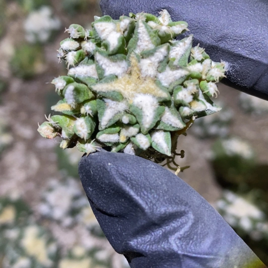 啊***光自根特价黑群福利福利