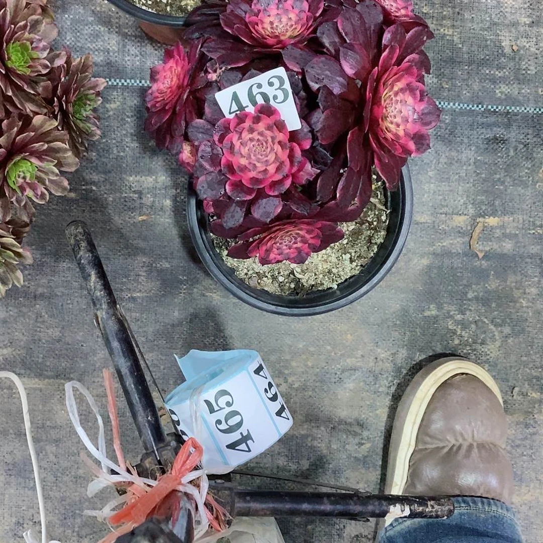 乐****冰烟花463多肉法师植物