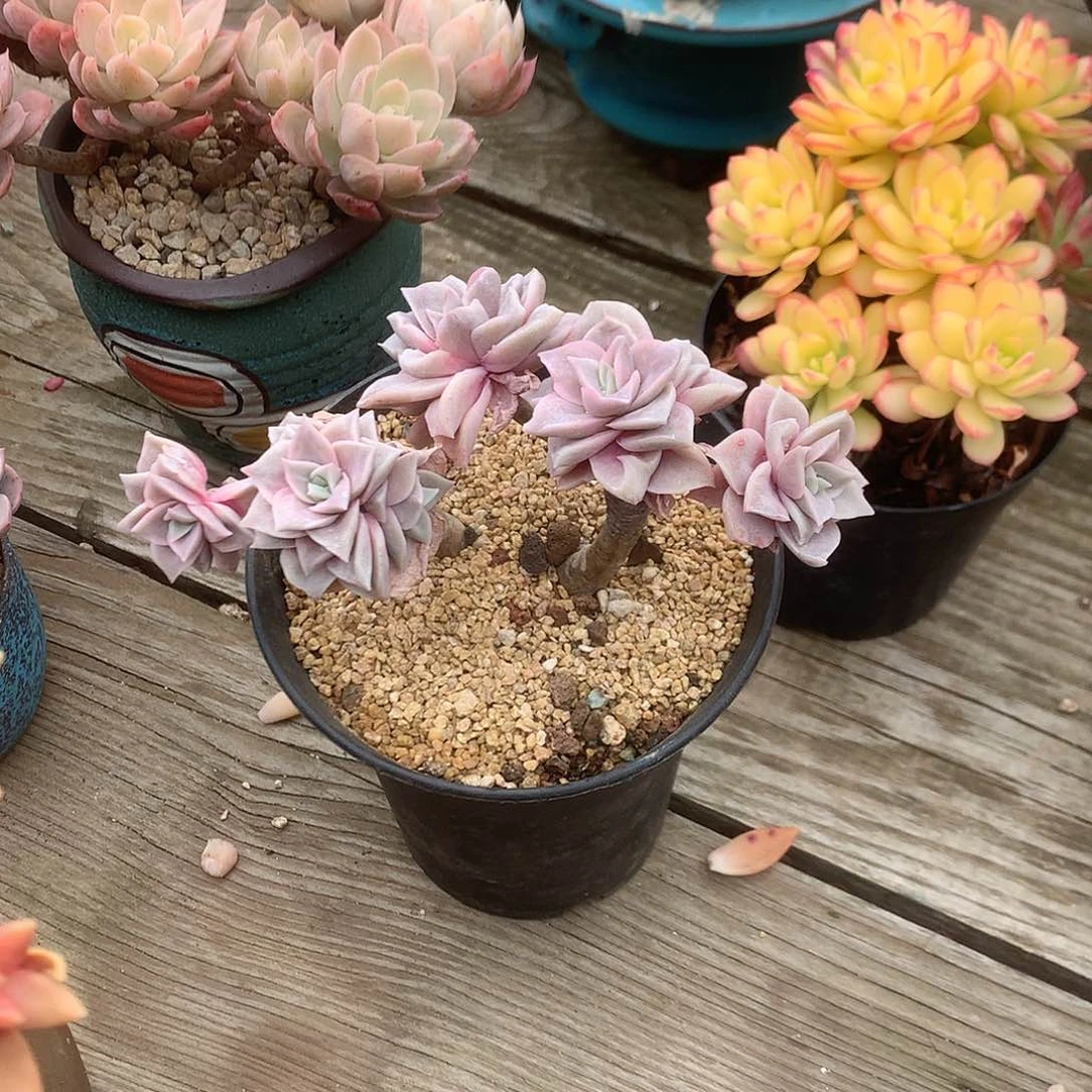 R***?可爱玫瑰多肉植物脱土