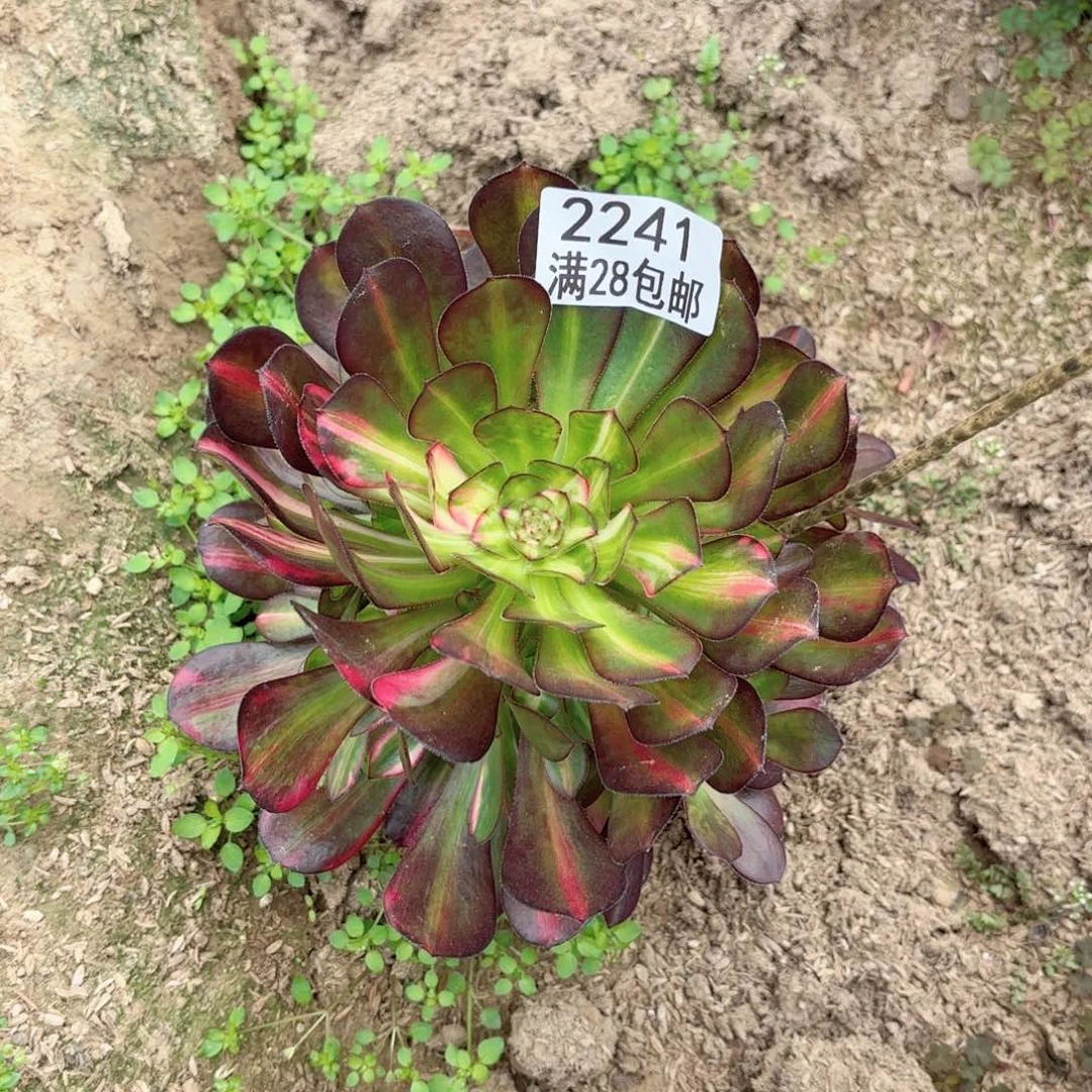 M.    2241花蝴蝶多肉