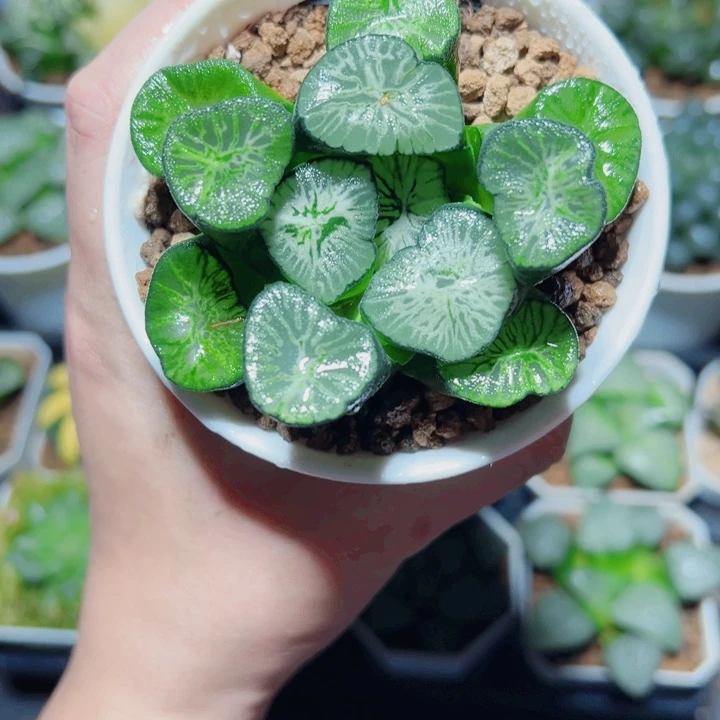 母本翡翠龙万象多肉