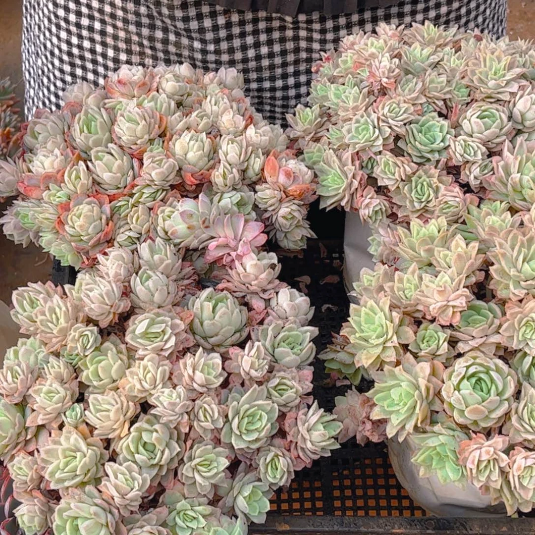 冰片女王一单包邮