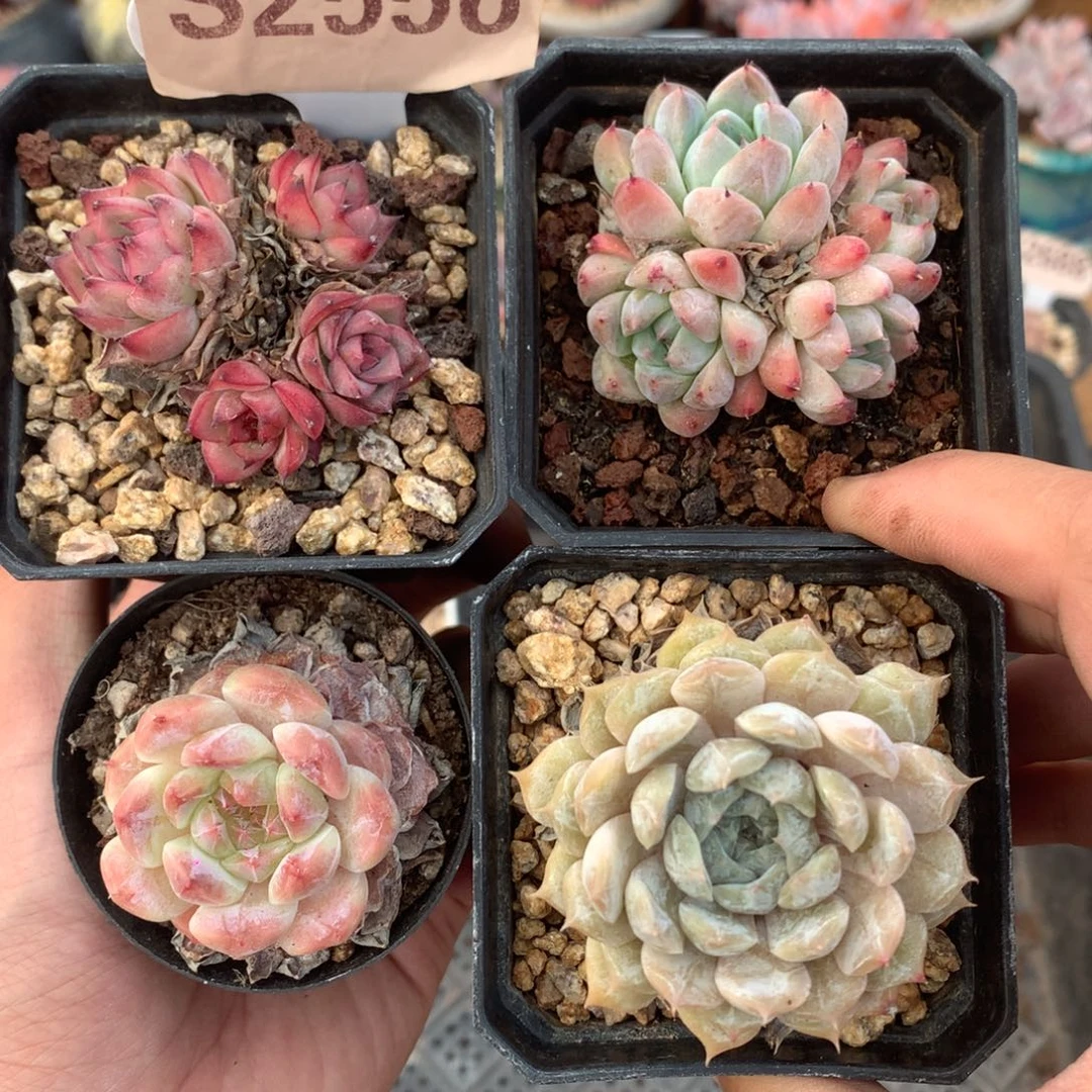 S2556 组合 不包整