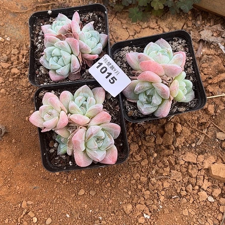 晓***晓阿雅园艺。       1015冰玉三颗