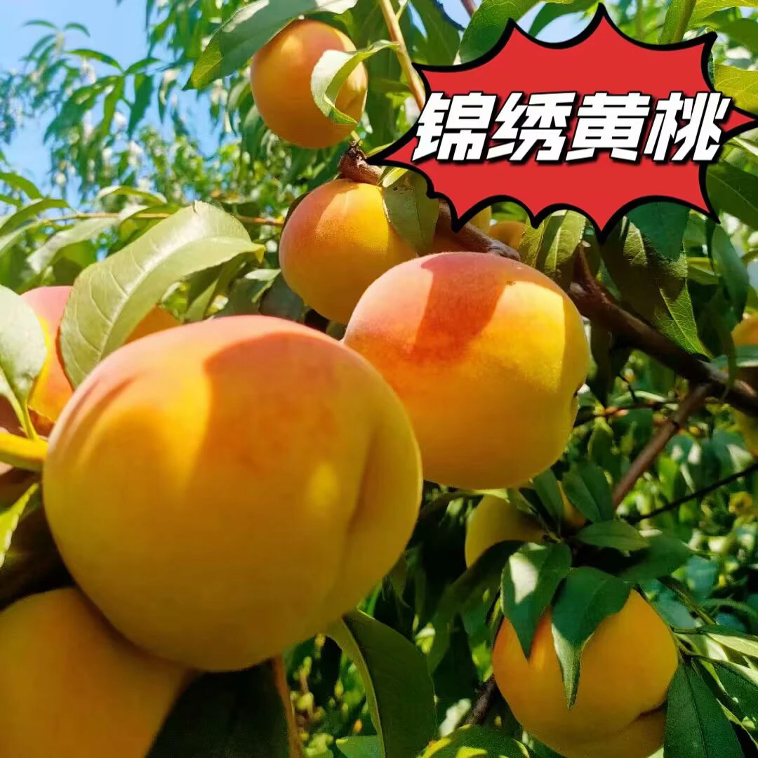 湖北襄阳锦绣黄桃/新鲜采摘应季黄肉红心/果园直采/净重4.5斤