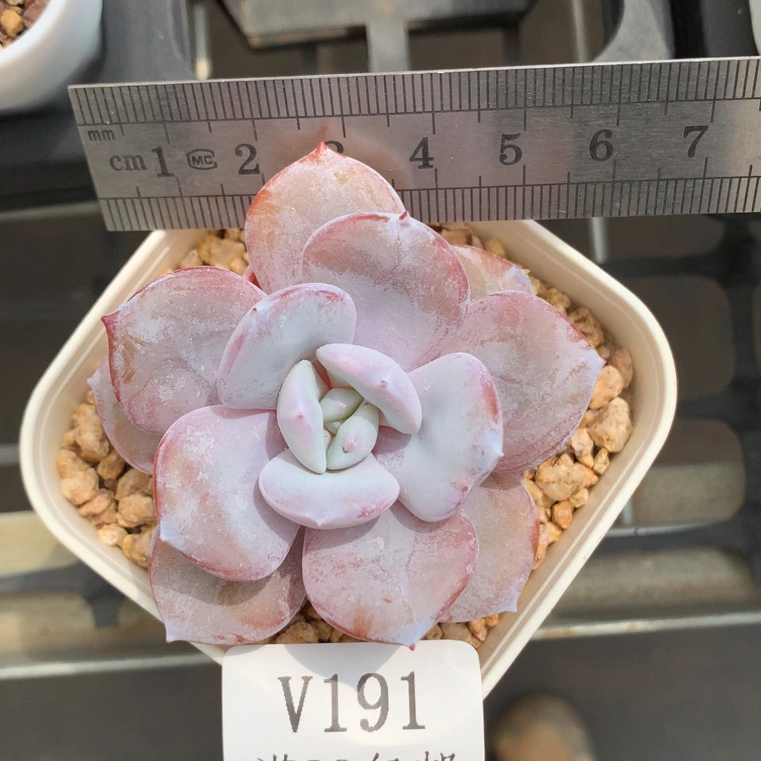 191。单头带腿奶茶。