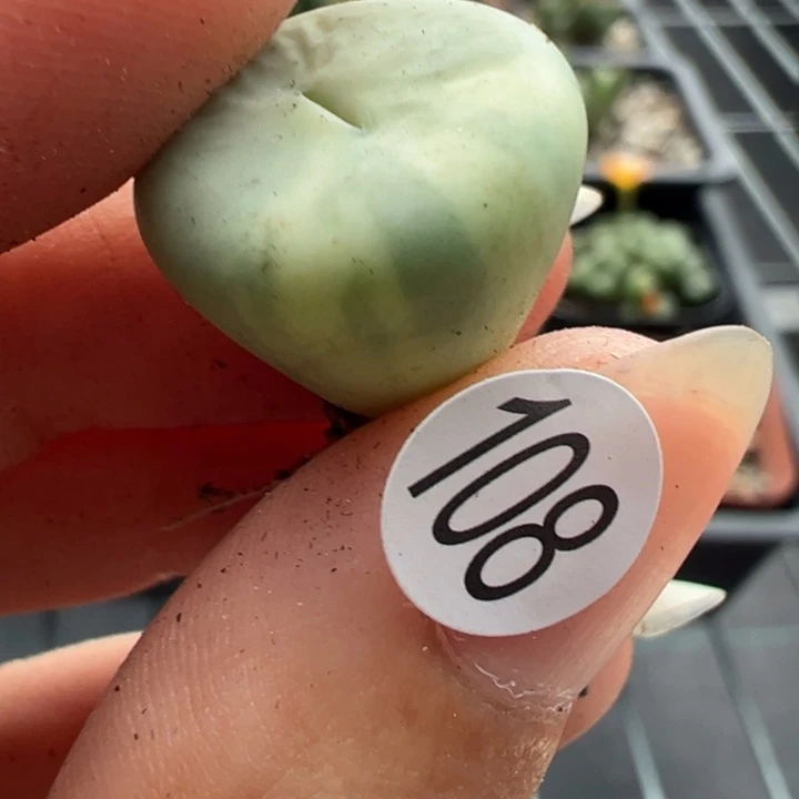 108号红嘴锦1111111111